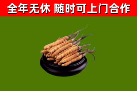 富民县烟酒回收冬虫夏草.jpg